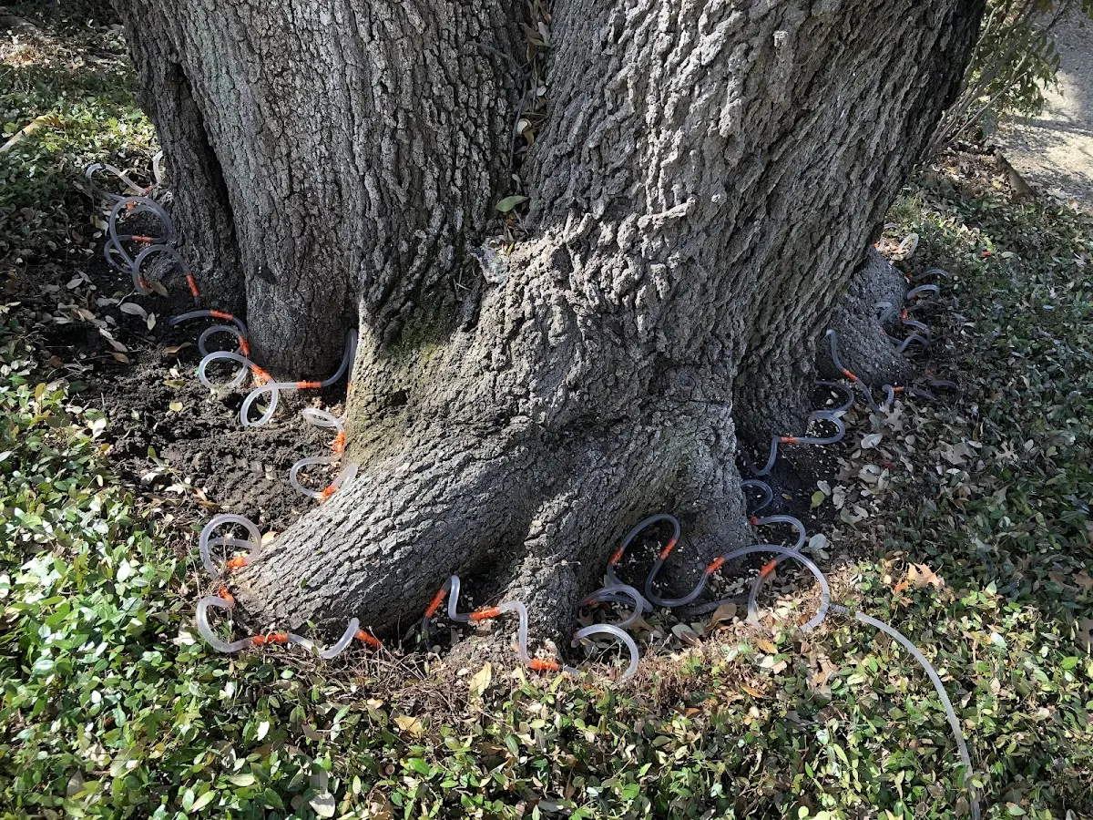 Detailed Tree Cabling and Bracing job site in Lake Panasoffkee