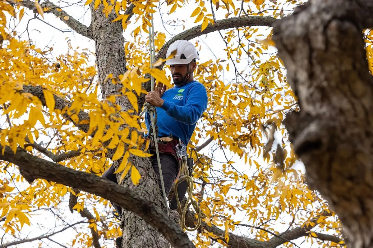 Skilled Tree Pruning crew working in Lake Panasoffkee